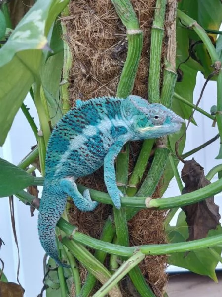 adorable panther chameleons