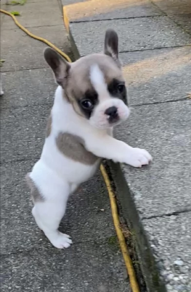 bellissimi cuccioli di bulldog francese pronti per andare in nuove e amorevoli case
