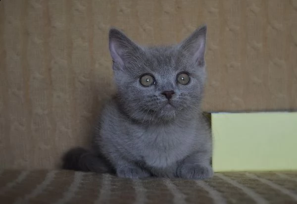 gattino munchkin: il tuo miglior compagno di famiglia