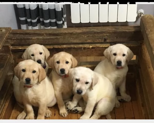 vendita bellissima cuccioli di labrador con pedigree