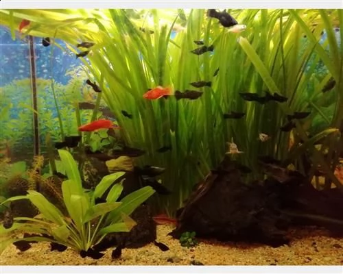 pesci acqua dolce guppy