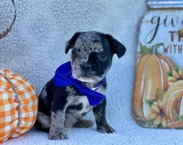 cuccioli bulldog francese  | Foto 3
