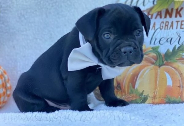 cuccioli bulldog francese  | Foto 2