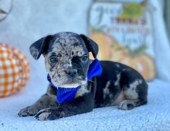 cuccioli bulldog francese 