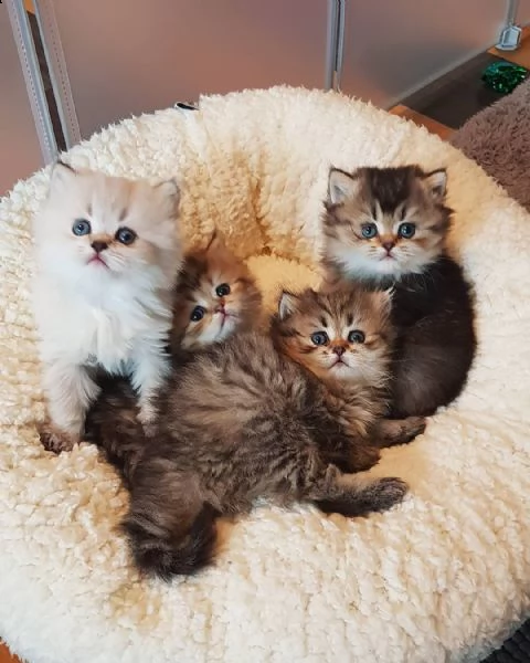 gattini britannici | Foto 0