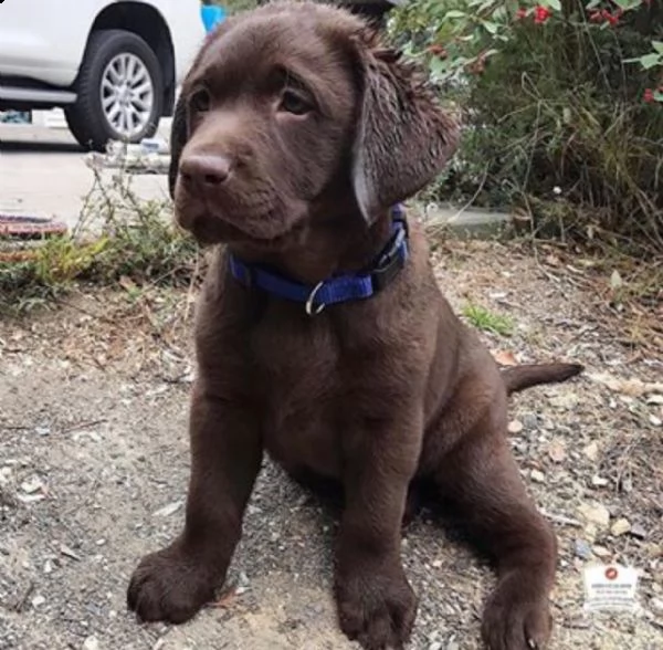 labrador | Foto 2
