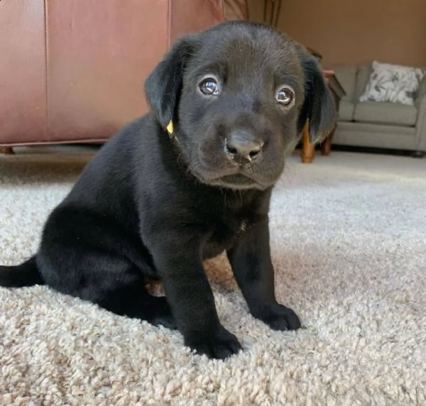 labrador | Foto 1