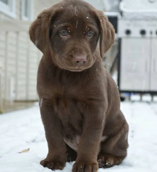 labrador | Foto 0