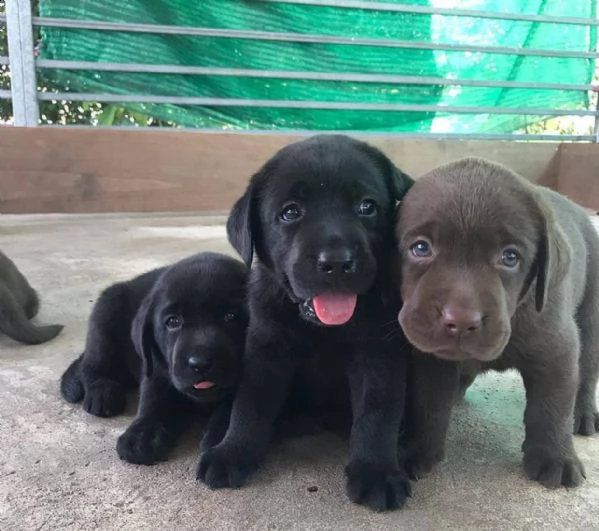 labrador