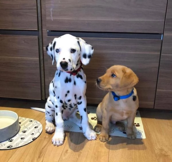 labrador | Foto 2
