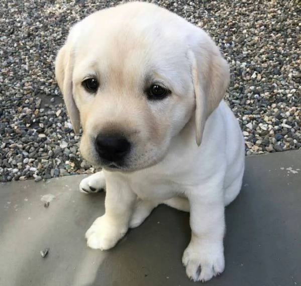 labrador | Foto 1