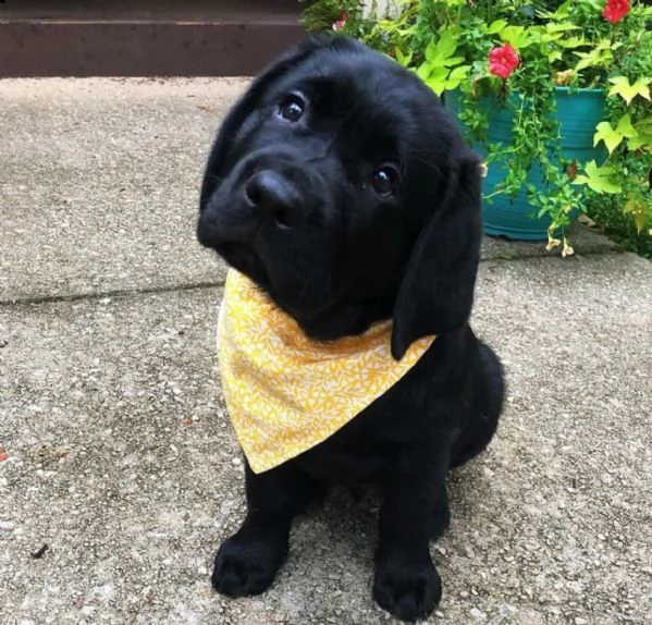 labrador | Foto 0