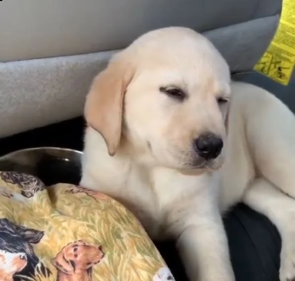 labrador