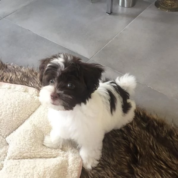 hermosos cachorros de bichón habanero para adopción | Foto 0