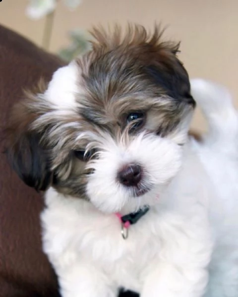 maravillosos cachorros de bichón habanero para adopción