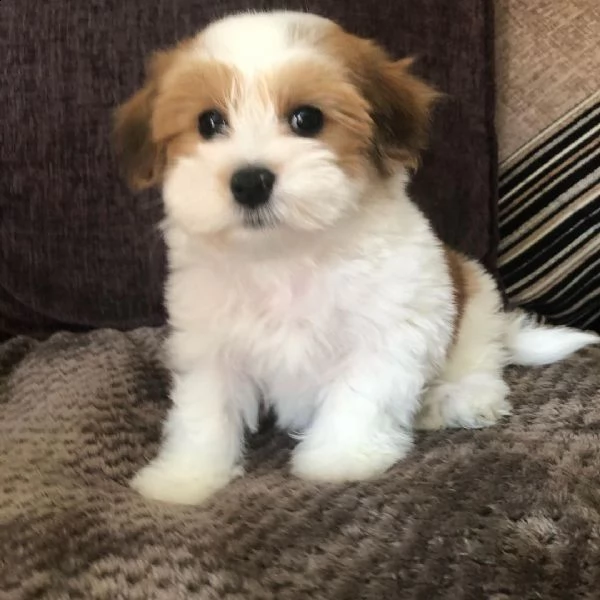 maravillosos cachorros de bichón habanero para adopción | Foto 0