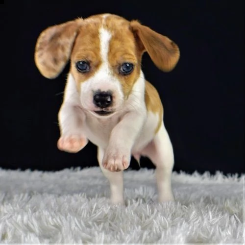 cucciolo di beagle tenerissimi intrigantissimi e buonissimi di 70 giorni sia maschi che femmina otti