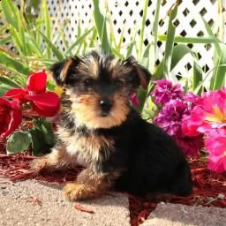 affascinante yorkshire terrier