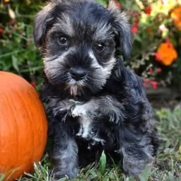 delizioso schnauzer in miniatura