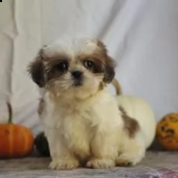 adorabili cuccioli di shih tzu
