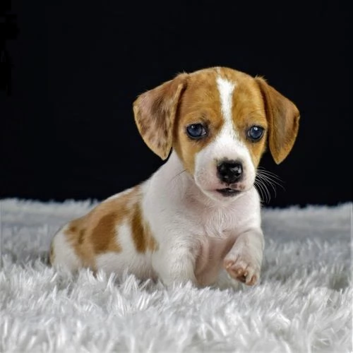 beagle cucciolo di cane tenero e intrigante e buono a 70 giorni sia maschile che femminile eccellent
