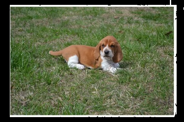 cucciolo di bassotto tenerissimi intriganti e buoni per 70 giorni sia maschile che femminile ottimo 