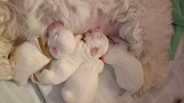 Cuccioli Coton de Tulear aspettano te!!!