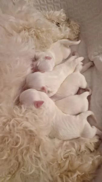 Cuccioli Coton de Tulear aspettano te!!! | Foto 3