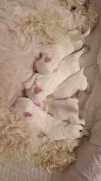 Cuccioli Coton de Tulear aspettano te!!! | Foto 2