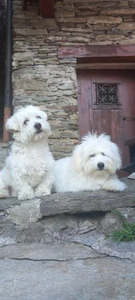 Cuccioli Coton de Tulear aspettano te!!! | Foto 0