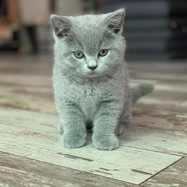 bellissimi gattini british shorthair pronti per nuove case.