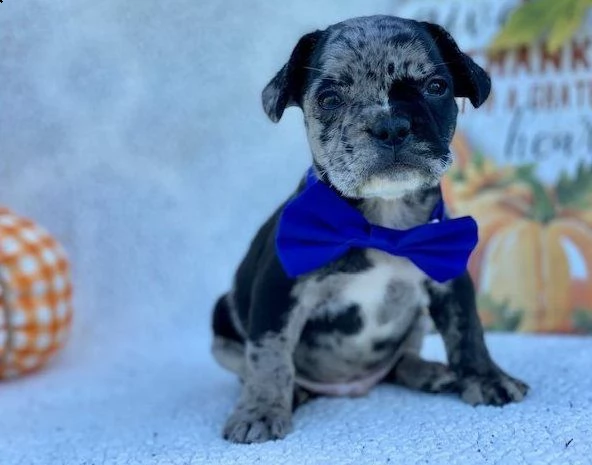 cuccioli di bulldog francese | Foto 3