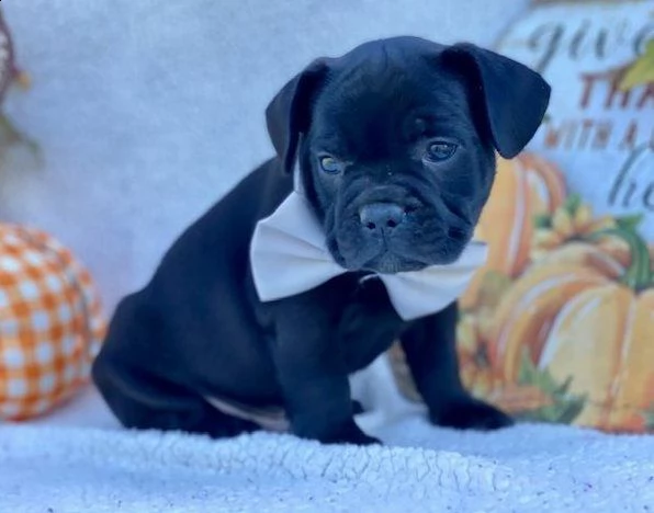 cuccioli di bulldog francese