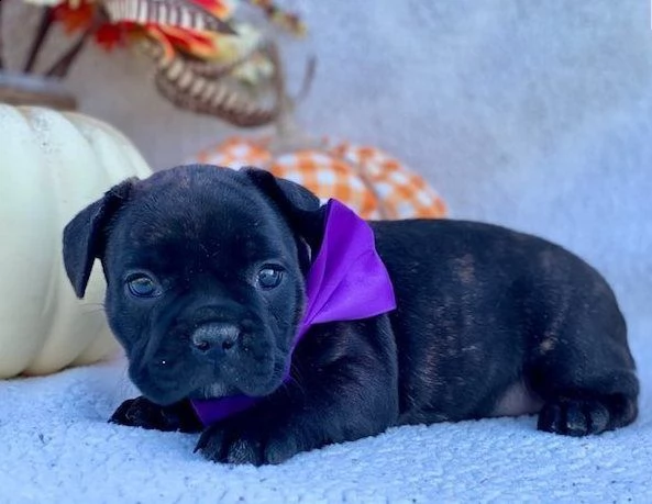 cuccioli di bulldog francese | Foto 1