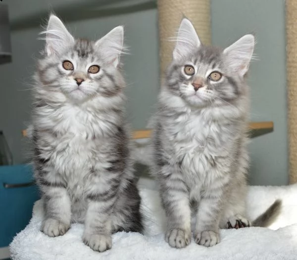 maine coon gattini disponibili
