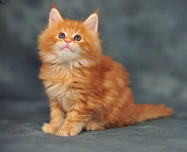 disponibili 3 bellissimi cuccioli di maine coon  | Foto 0