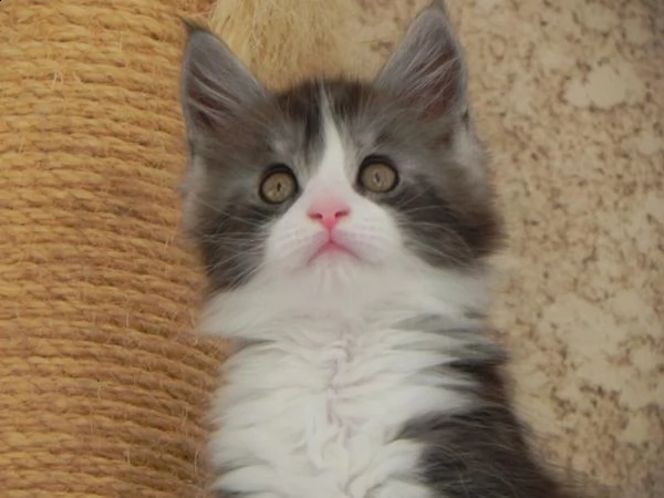 disponibili 3 bellissimi cuccioli di maine coon 