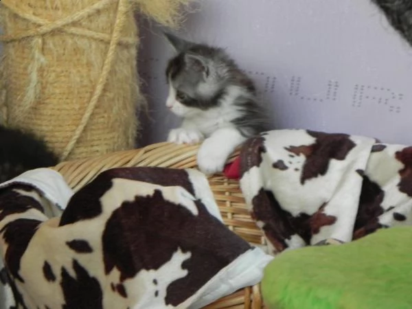 maschi e femmine di maine coon