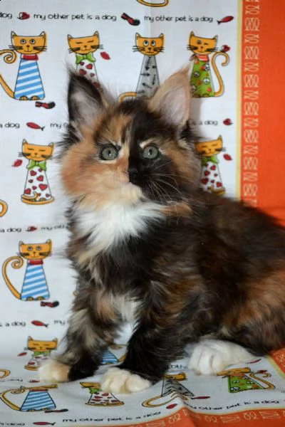 maschi e femmine di maine coon | Foto 3