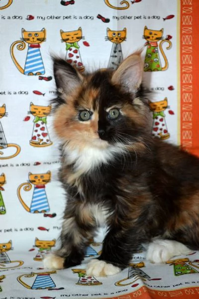 maschi e femmine di maine coon | Foto 2