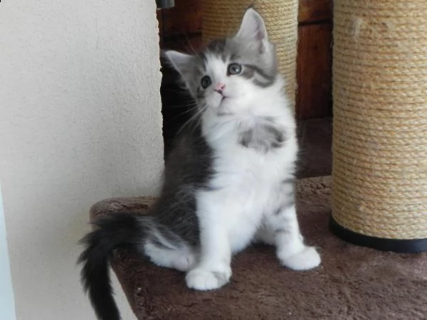 maschi e femmine di maine coon | Foto 1