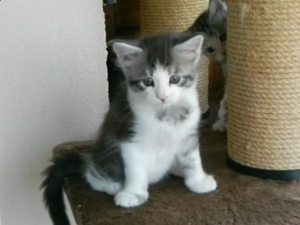 maschi e femmine di maine coon | Foto 0