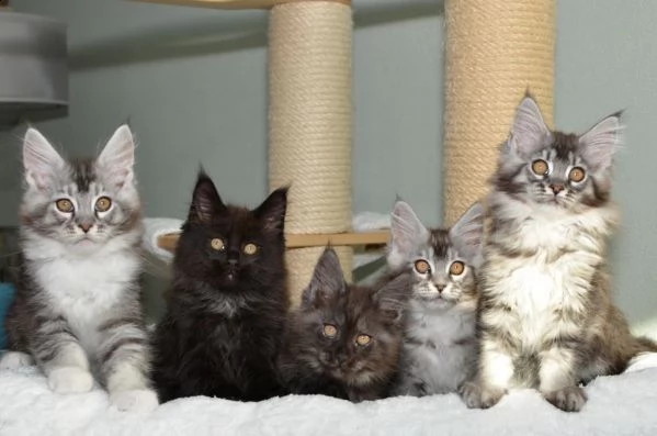 dispone di cuccioli di maine coon | Foto 0