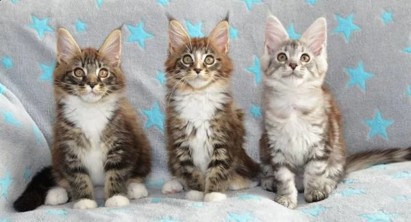 dispone di cuccioli di maine coon