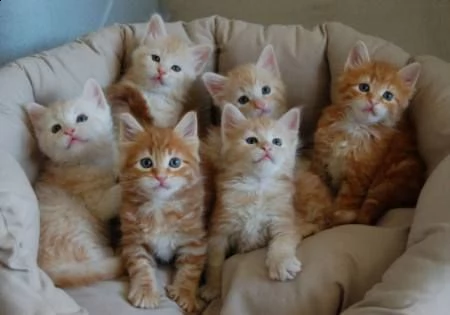 bellissimi cuccioli maine coon