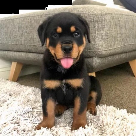 cuccioli di rottweiler