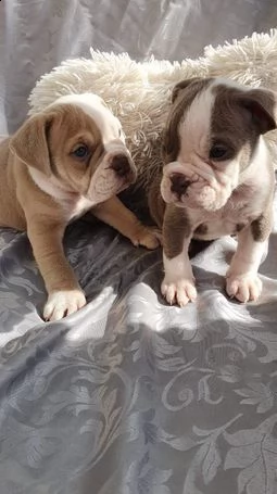 cuccioli di bulldog inglese disponibili