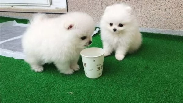 cuccioli di pomerania