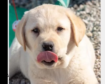 vendita cucciolo cuccioli di labrador 