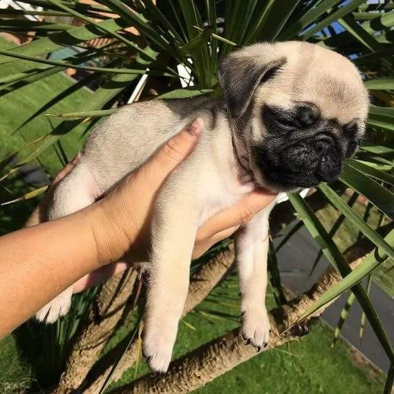 regalo carlino | Foto 0